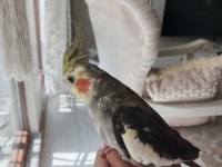 Sultan Papağanı 6 Aylık