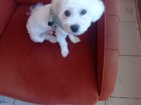 Sahiplendirme maltese