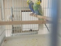 Rainbow muhabbet kuşu