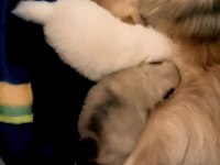 Orjinal ayı surat pomeranian boo