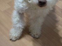 Beyaz maltipoo