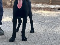 A Kalite Belçika Kurdu
