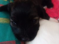 2 aylık erkek terrier