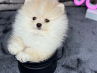 Pomeranian boo