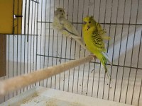 Jopnes iki takım yumurta hazırlığında muhabbet kuşu