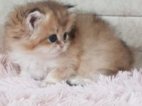 En güzel ny12 longhair british yavrularımız