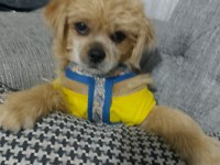 Baba pekinez anne terrier kızımız 4 aylık