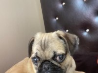 A Kalite Pug Mops