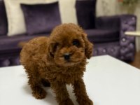 Baby face toy poodle yavrumuz