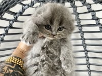 Saf kan Irk Scottish Fold Tüm Türkiye getirme şansımız var