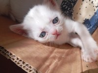 2 aylık british shorthair