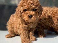 Toy Poodle Yavrular (red, red brown, silver, siyah, apricot)