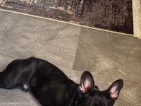 MİNİK FRENCH BULLDOG