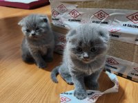 Scottish Fold Safkan Yavrular
