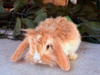 SAFKAN HOLLANDA TEDDY LOP TAVŞAN YAVRULAR