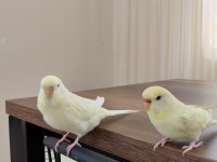 Albino erkek kirmizi goz disi damizlik muhabbet kuşu