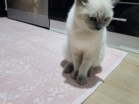 6-7 Aylık British Shorthair