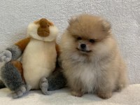 Orange pomeranian boo