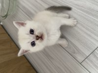 Scottish fold ve scottish straight kediler için ulaşın