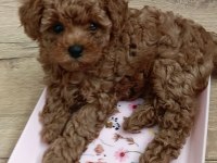 Toy Poodle Irk Garantili Köpekler