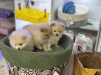 POMERANİAN BOO EMMEYİ BIRAKTILAR 2 adet yavrum var