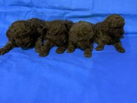 Dişi Ve Erkek Toy Poodle Yavruları