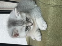 British shorthair yavrularımız hazır