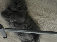 Scottish longhair ve british longhair yavrularımıza yuva