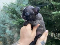 A+ Kalite FRENCH BULLDOG yavrularımız
