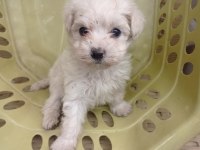 Minyatür boy maltese yavrular
