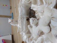 BAL KEDİLER REZERVEYE AÇILMIŞTIR