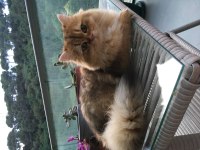 İkisi 4 diğeri 9 aylık üç british longhair