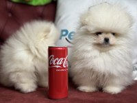 Wc eğitimli tea cup pomeranian yavrularımız