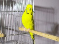 Jumbo Dişi Muhabbet Kuşları