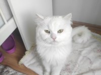 1 yaşında erkek british longhair