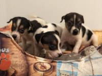 Her renk her desen sıfır boy uygun jack russell