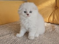 2.5 aylık anne baba şecereli british longhair yavrular