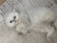Dişi beyaz 2 aylık british longhair oyuncu prenses