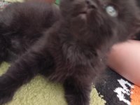 DÜNYA TATLISI YAVRU KEDİMİZ YENİ SAHİBİNİ ARIYOR