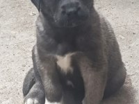 Karakırçıl Yavru Köpekler
