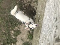 Orjinal Husky safkan