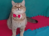 Black Golden British Shorthair Prenses