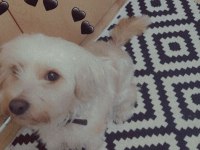 Terrier 1 aylık yavru