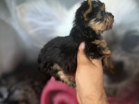 Yorkshire Terrier Bebekler