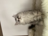Özel ayı surat british longhair yavrularım safkan orjinal