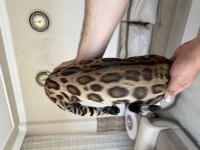 Saf kan bengal