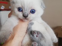 Scottish fold 2 AYLIK yavrular verilmeye hazır