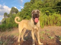 DEV YAVRU 90 ÜZERI ANADOLU ÇOBAN KÖPEĞİ
