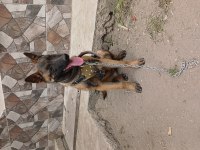 4 aylık dişi belçika malinois