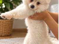Yavru pomeranian
